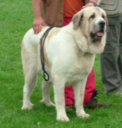 Spanish Mastiff — 3