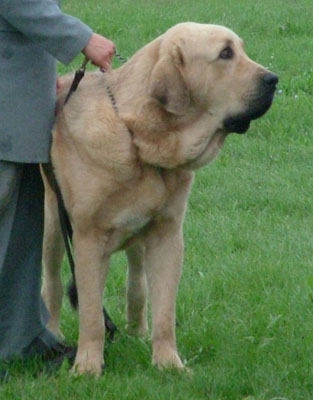 Spanish Mastiff — 4
