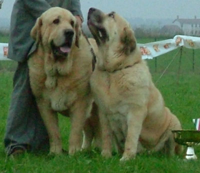 Spanish Mastiff — 5