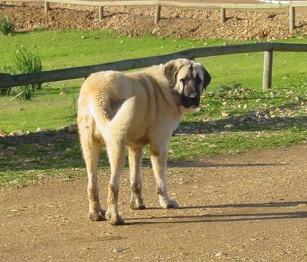 Spanish Mastiff — 6