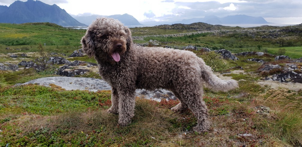 Spanish Water Dog — 1