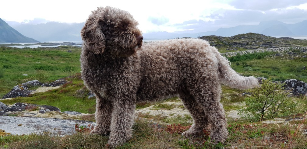 Spanish Water Dog — 2