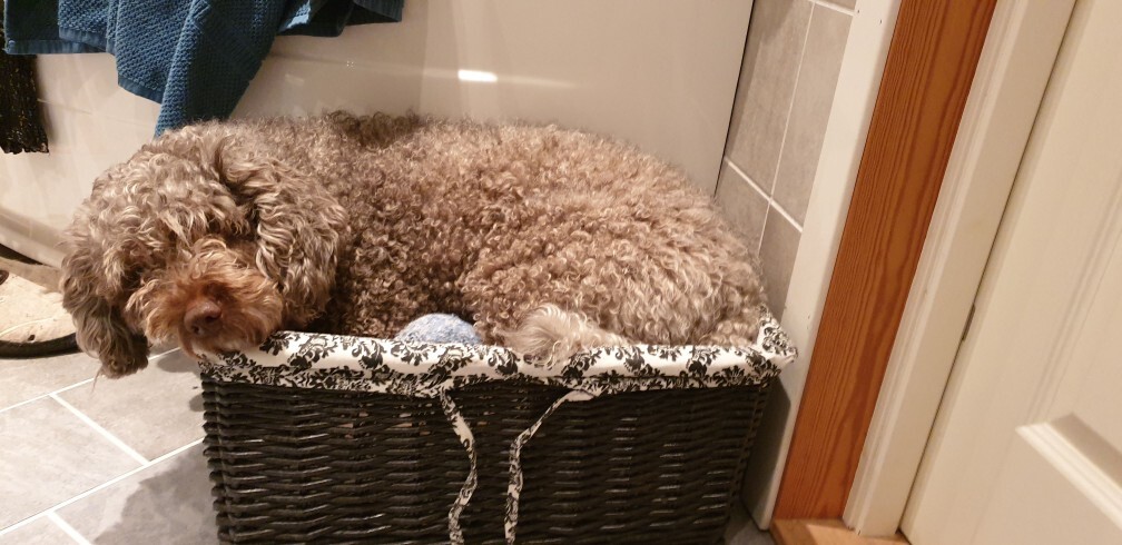 Spanish Water Dog — 3