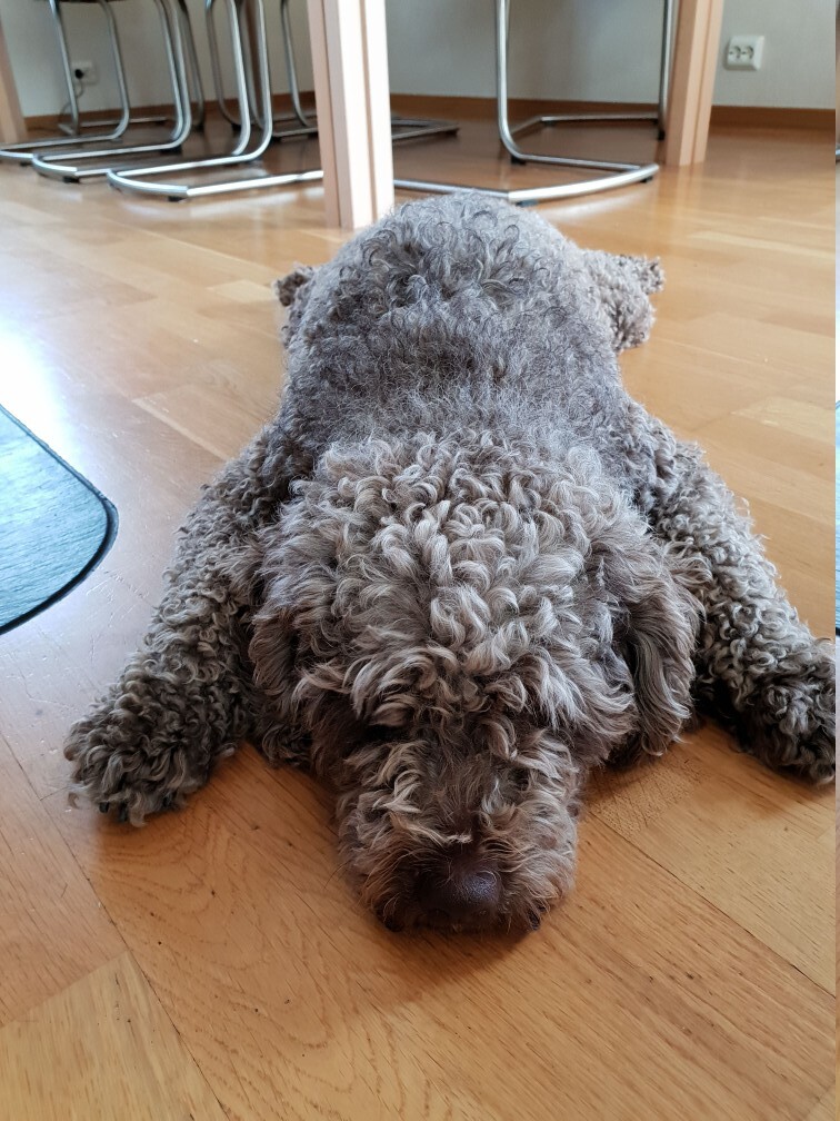 Spanish Water Dog — 4
