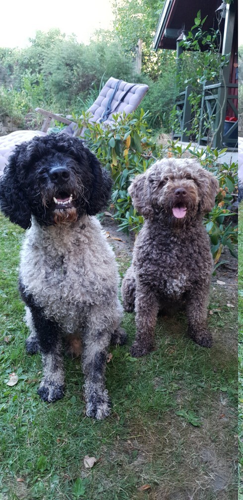 Spanish Water Dog — 5