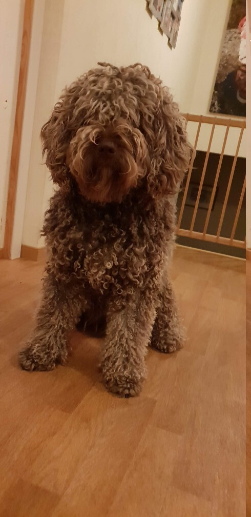 Spanish Water Dog — 6