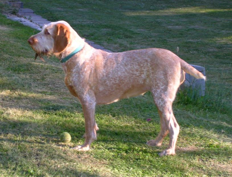 Spinone Italiano — 1