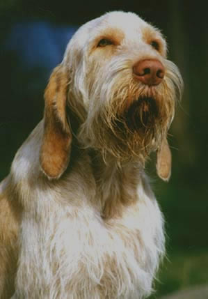 Spinone Italiano — 2