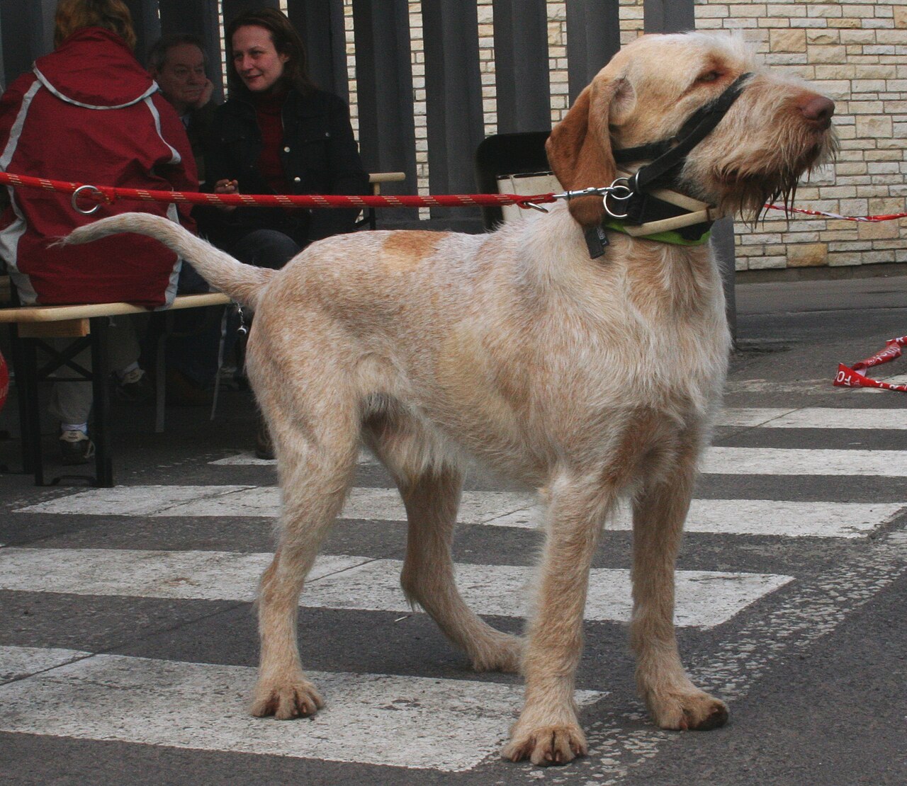 Spinone Italiano — 3