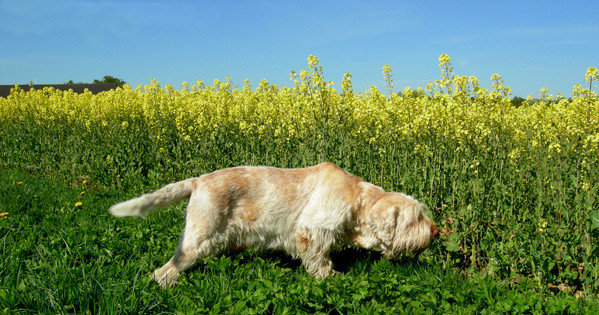 Spinone Italiano — 5