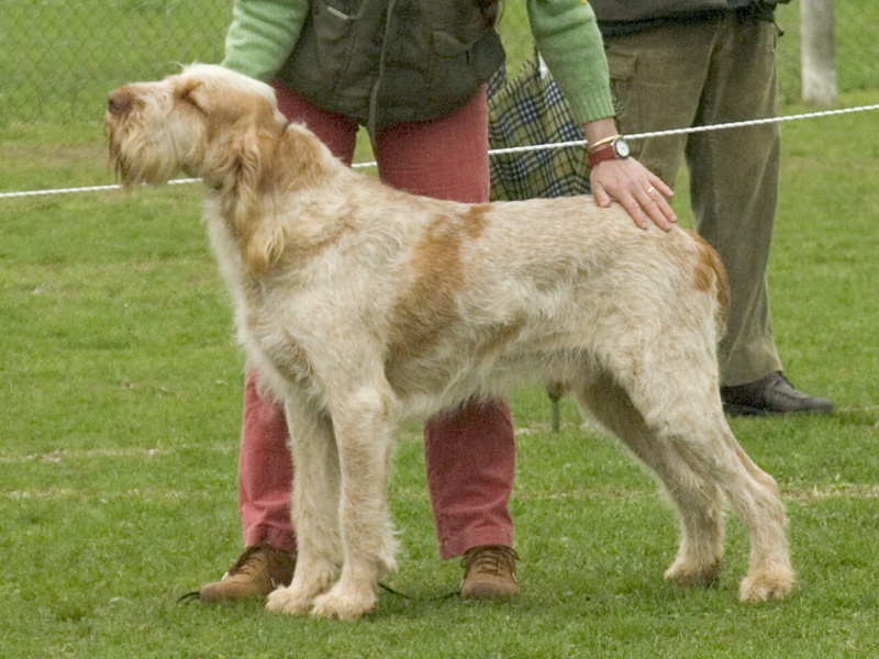 Spinone Italiano — 6