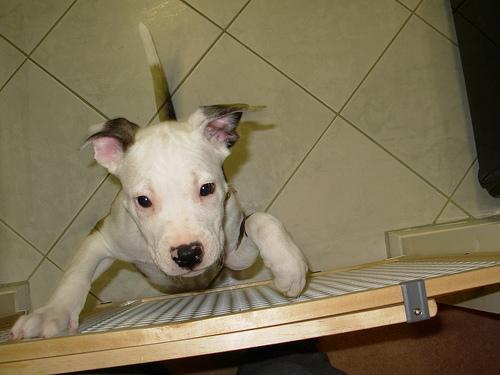 Staffordshire Bull Terrier — 1