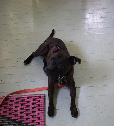 Staffordshire Bull Terrier — 2