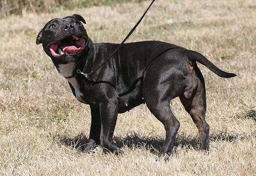 Staffordshire Bull Terrier — 3