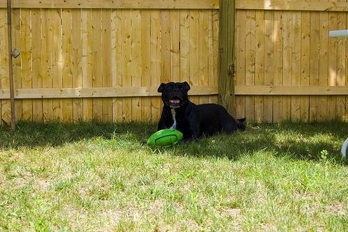 Staffordshire Bull Terrier — 4