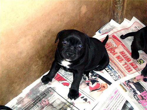 Staffordshire Bull Terrier — 5