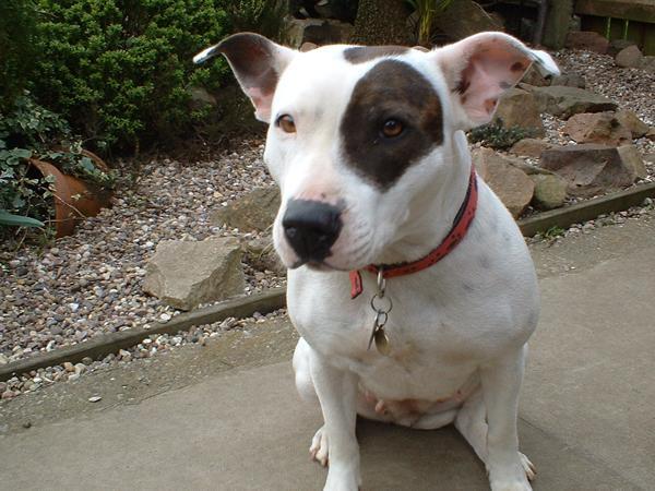 Staffordshire Bull Terrier — 6