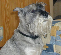 Standard Schnauzer — 1