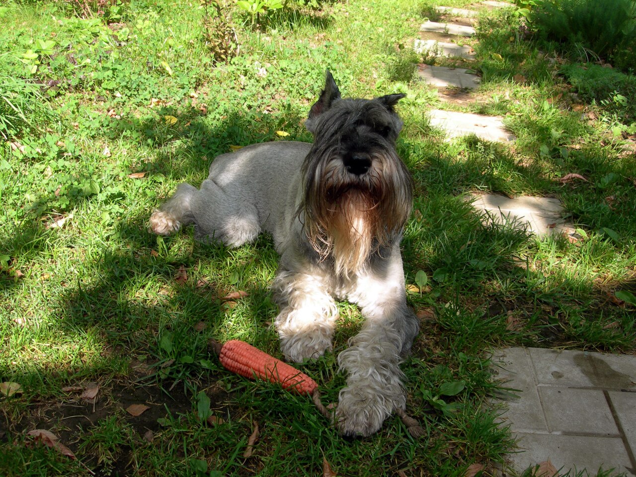 Standard Schnauzer — 2