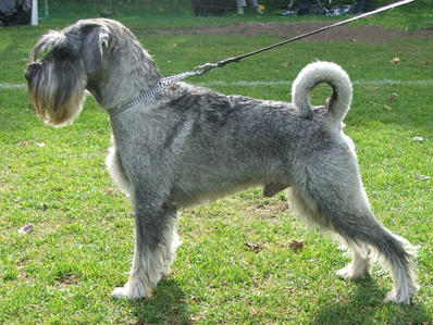 Standard Schnauzer — 3