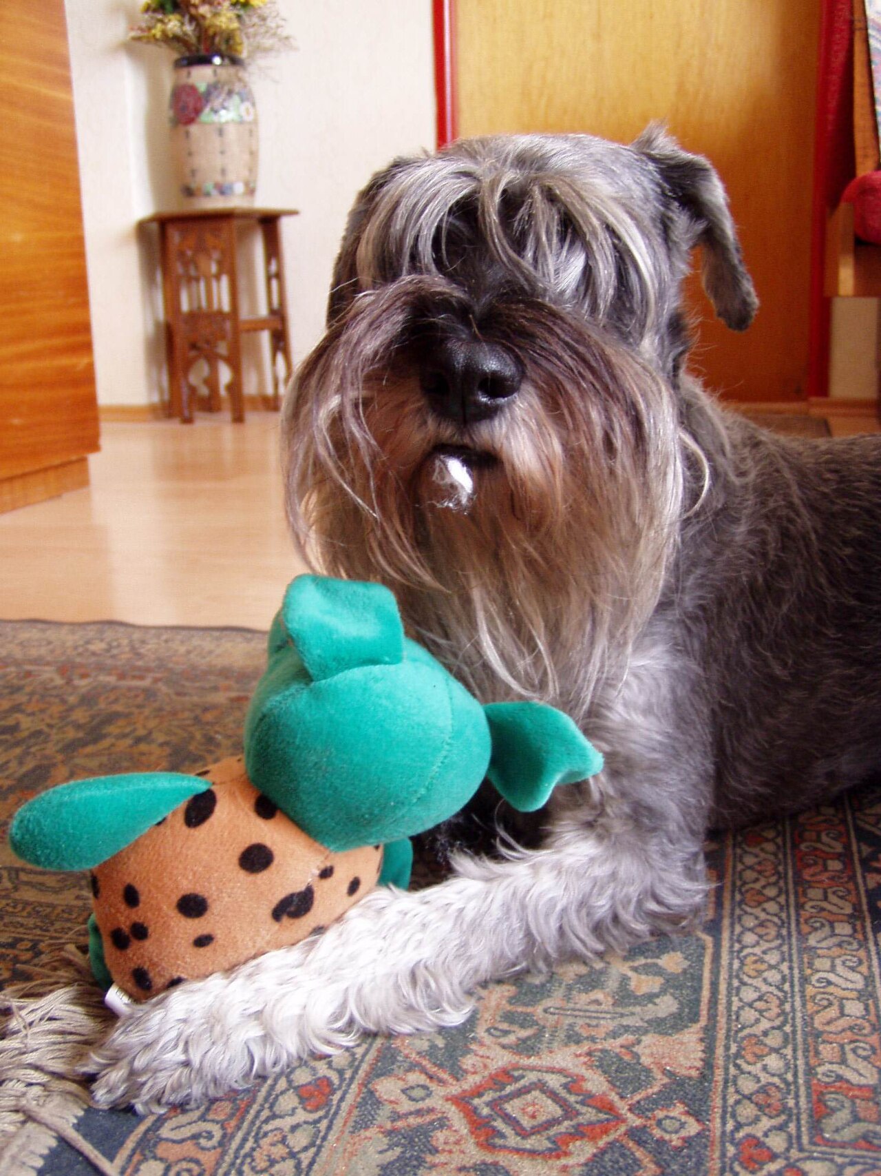 Standard Schnauzer — 4