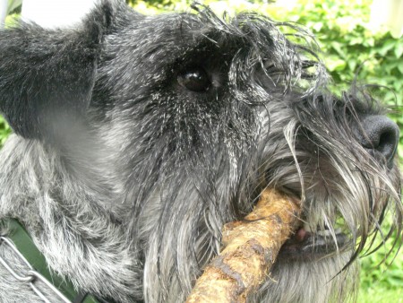 Standard Schnauzer — 5