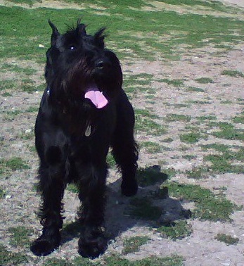 Standard Schnauzer — 6