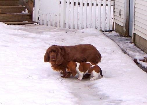Sussex Spaniel — 1