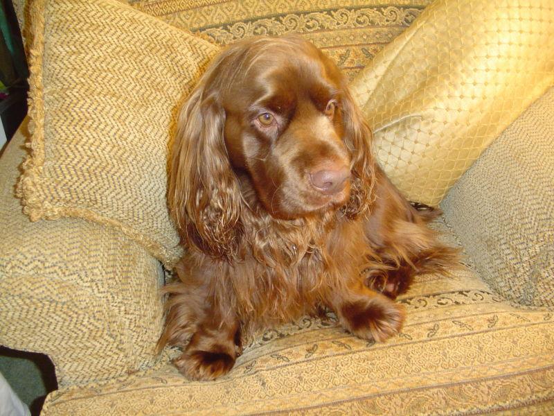 Sussex Spaniel — 2