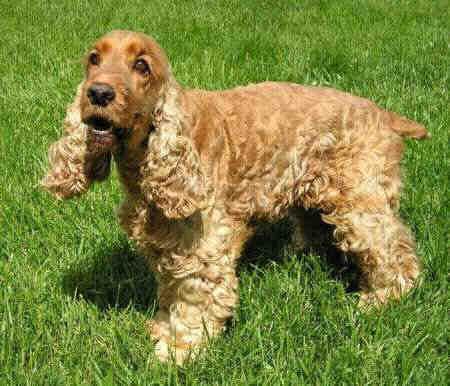 Sussex Spaniel — 3