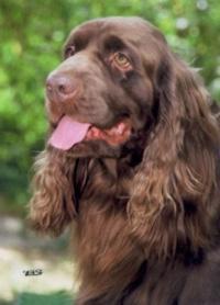 Sussex Spaniel — 4