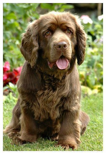 Sussex Spaniel — 5
