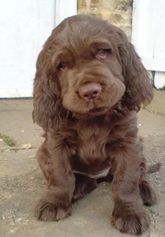 Sussex Spaniel — 6
