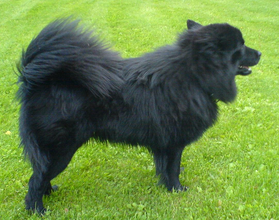 Swedish Lapphund — 1