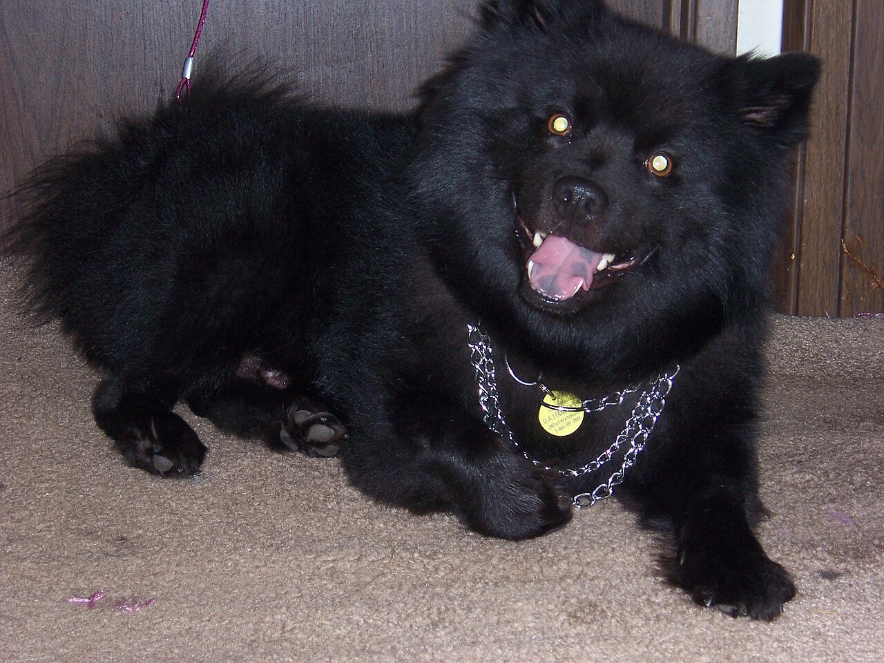 Swedish Lapphund — 3