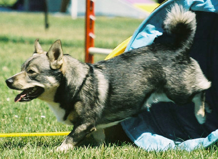 Swedish Vallhund — 1