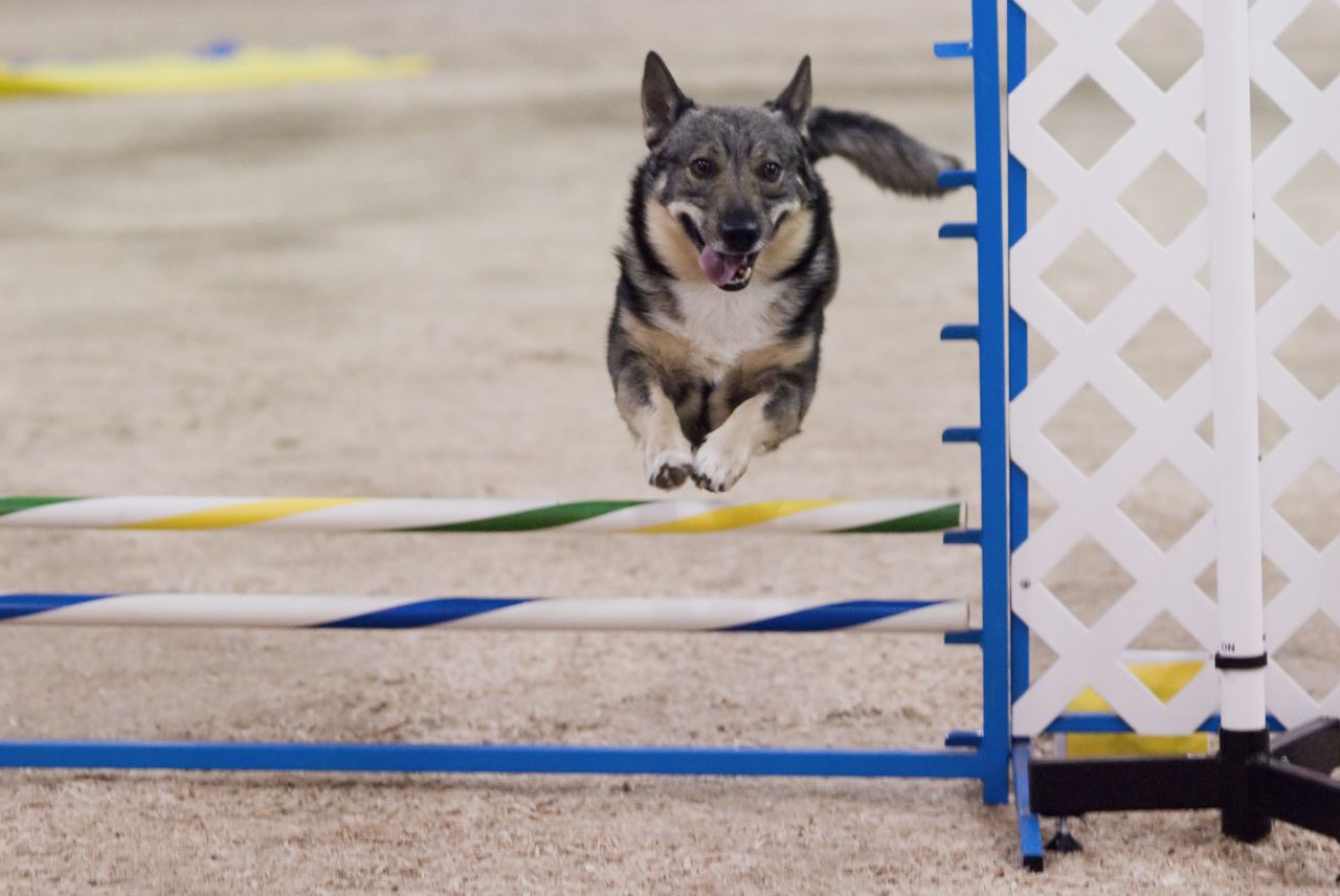 Swedish Vallhund — 2
