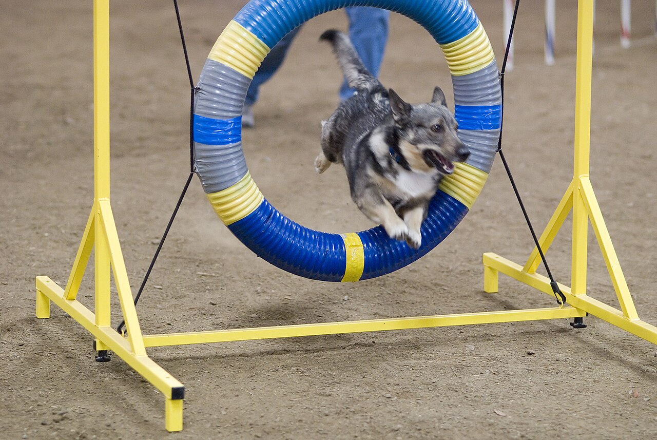 Swedish Vallhund — 3