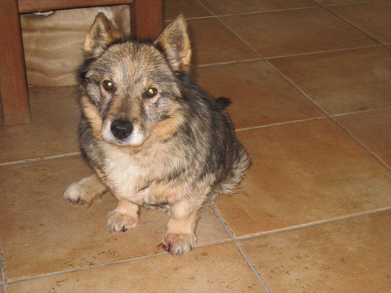 Swedish Vallhund — 5