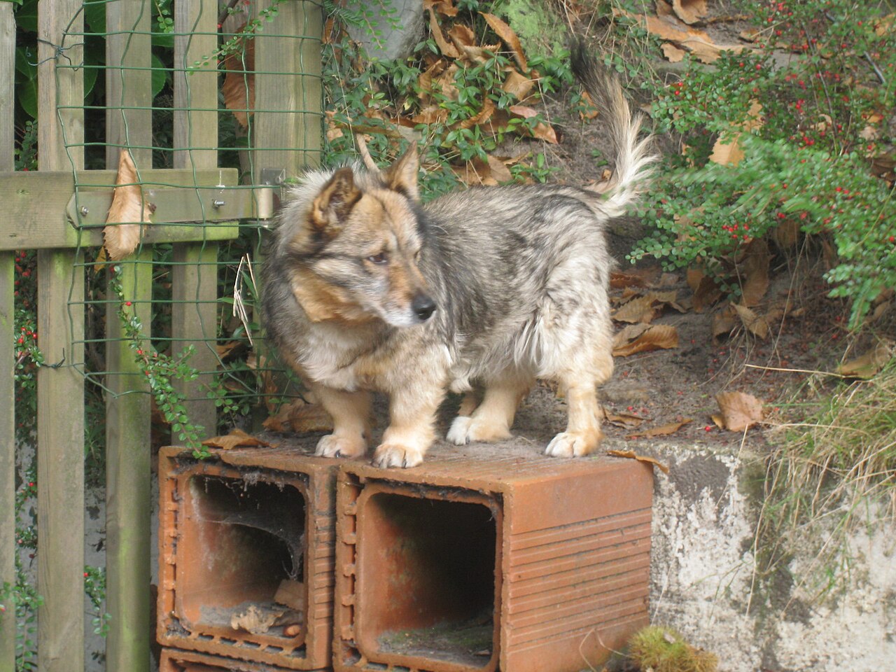 Swedish Vallhund — 6