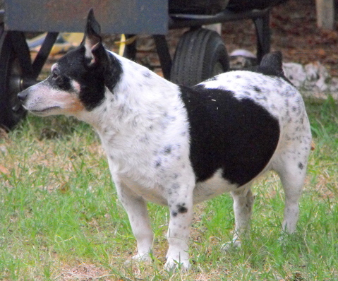 Teddy Roosevelt Terrier — 1