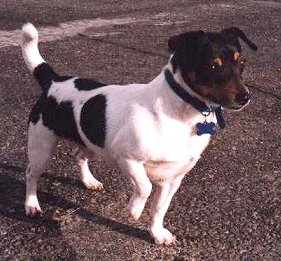 Teddy Roosevelt Terrier — 2