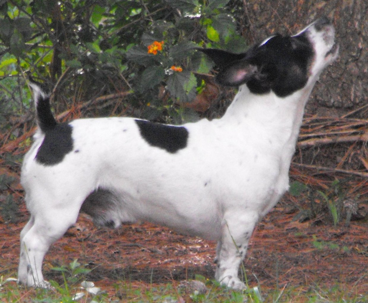 Teddy Roosevelt Terrier — 4