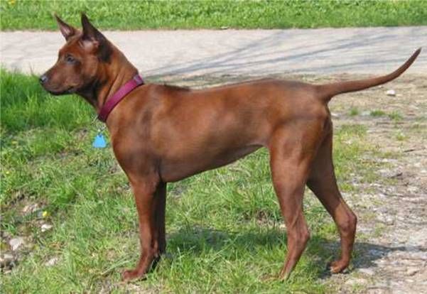 Thai Ridgeback — 1