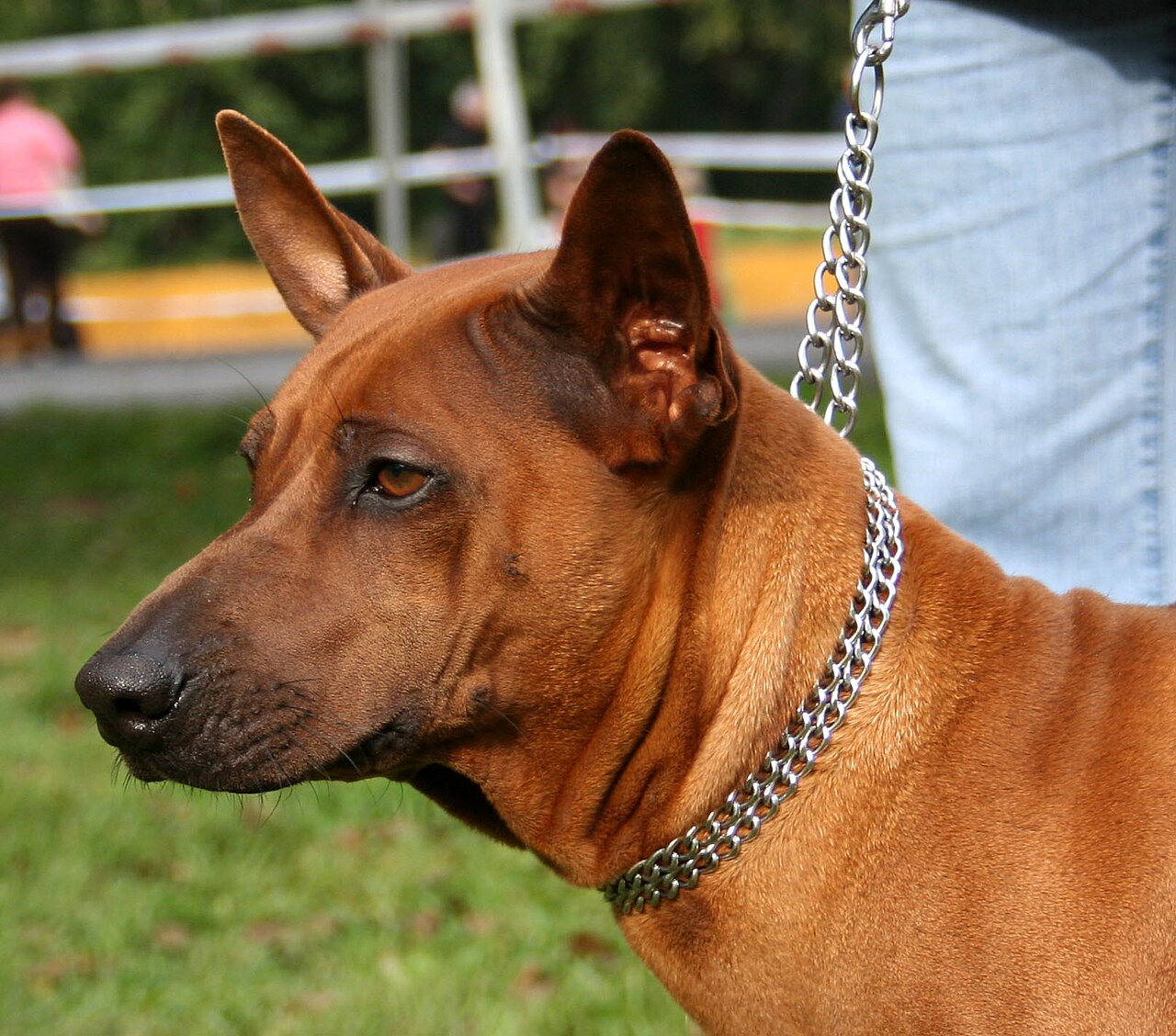 Thai Ridgeback — 2