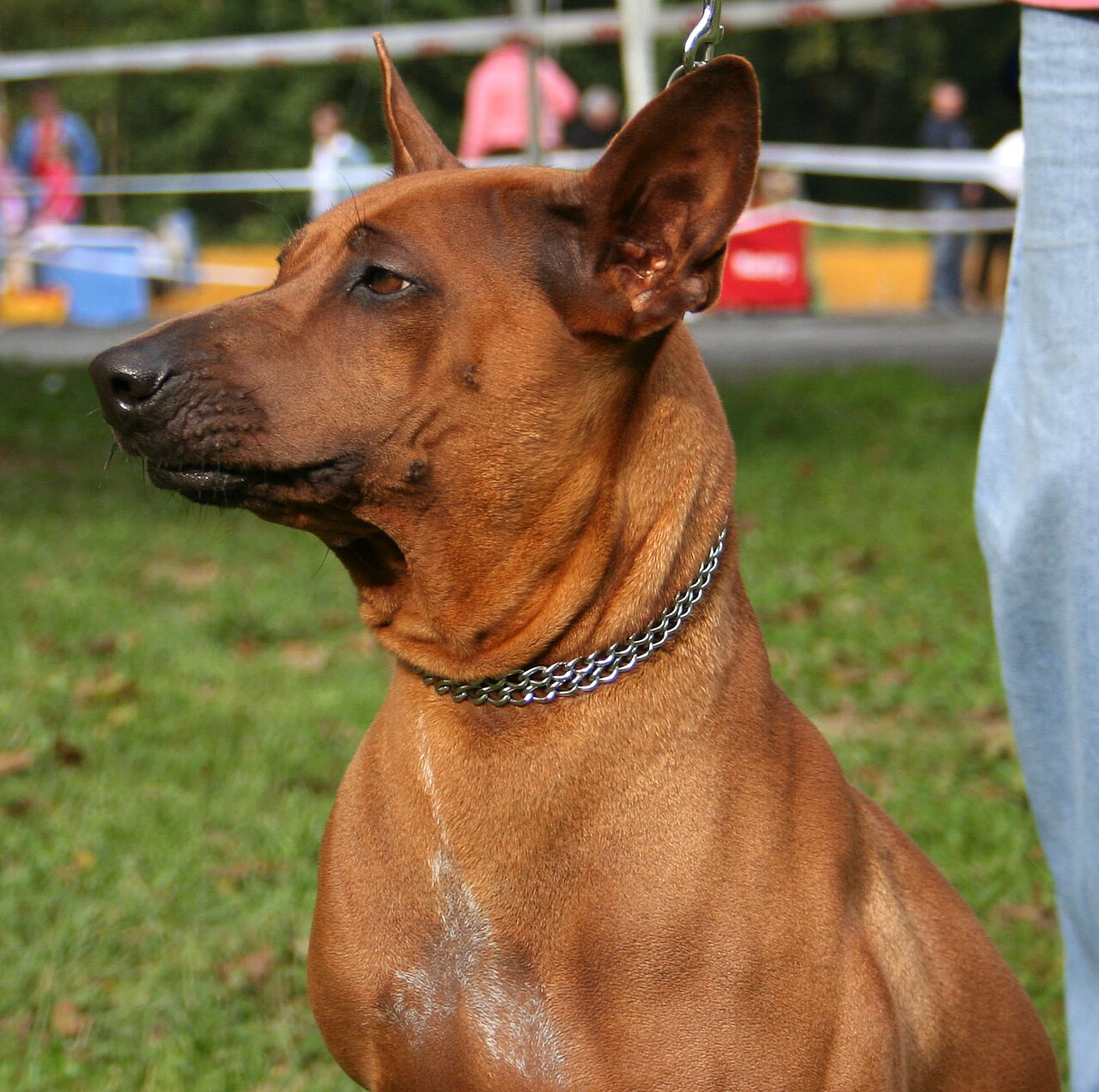 Thai Ridgeback — 3