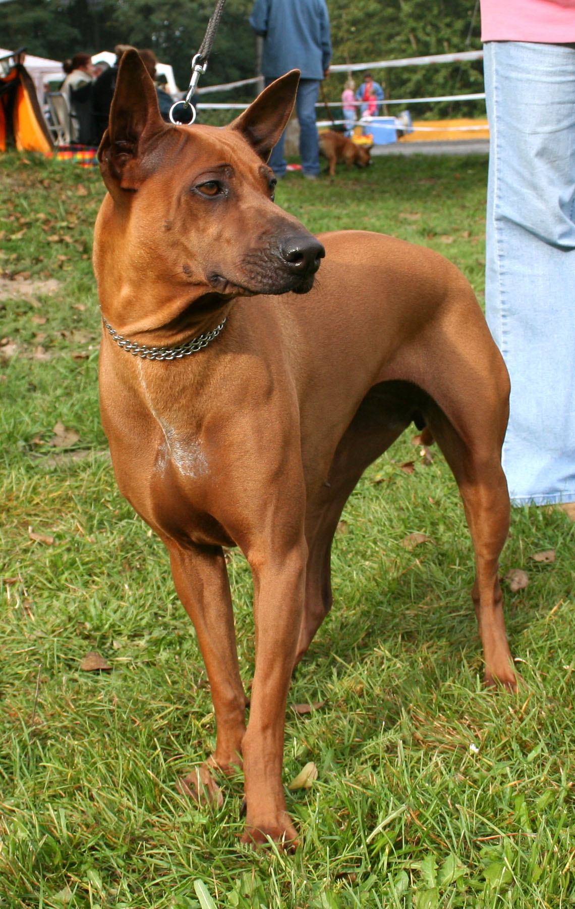 Thai Ridgeback — 4