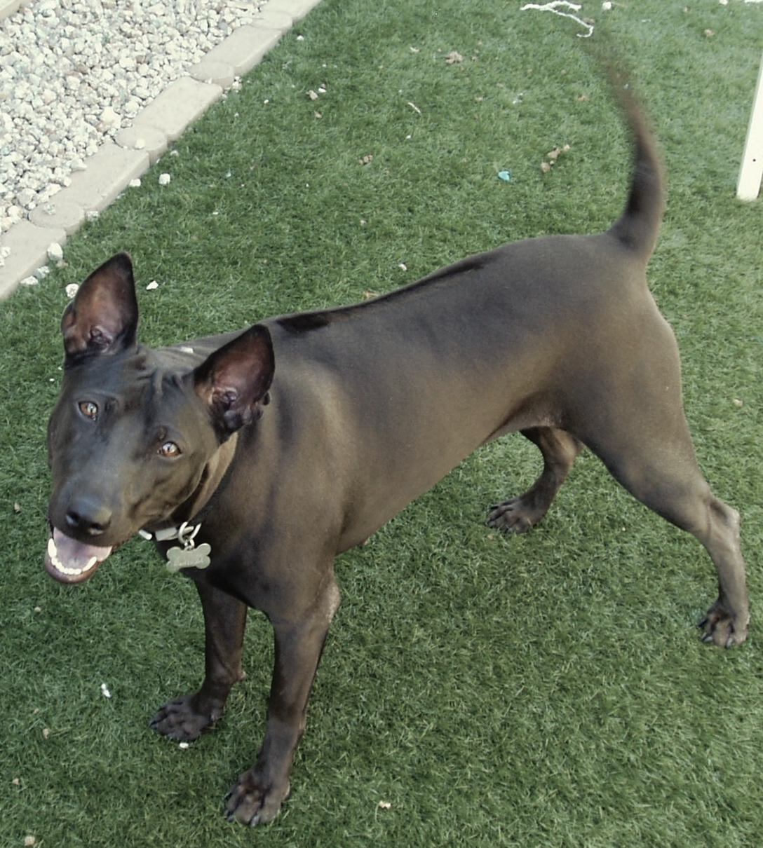 Thai Ridgeback — 6