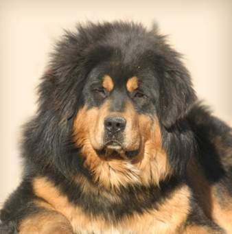 Tibetan Mastiff — 1