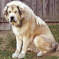 Tibetan Mastiff — 2